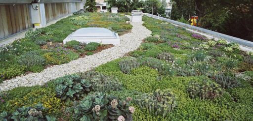 Image of a green roof
