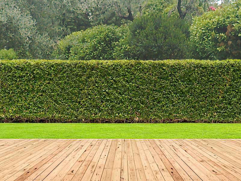 Le Siepi: quando il giardinaggio diventa arte. Foto di una siepe