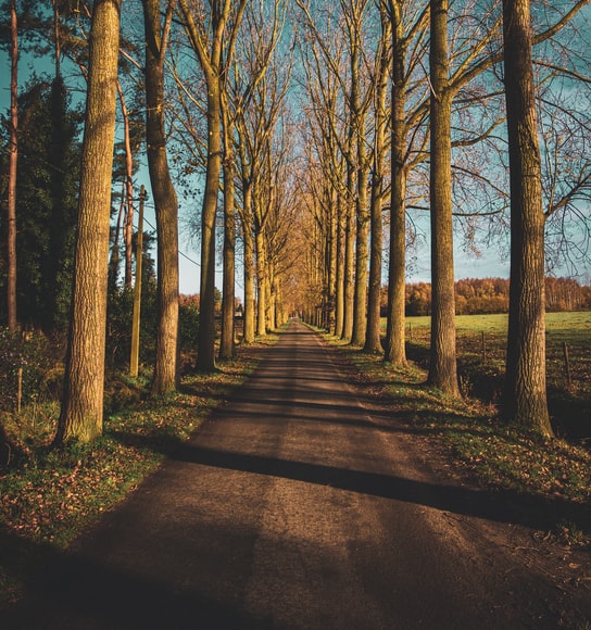 Viale alberato, bellezza e salubrità