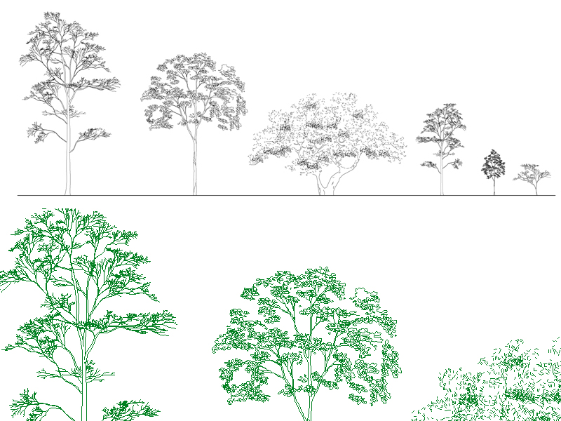 Elevation drawing of the trees