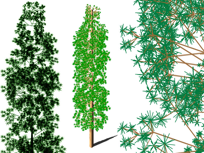 Conifera 3D dwg