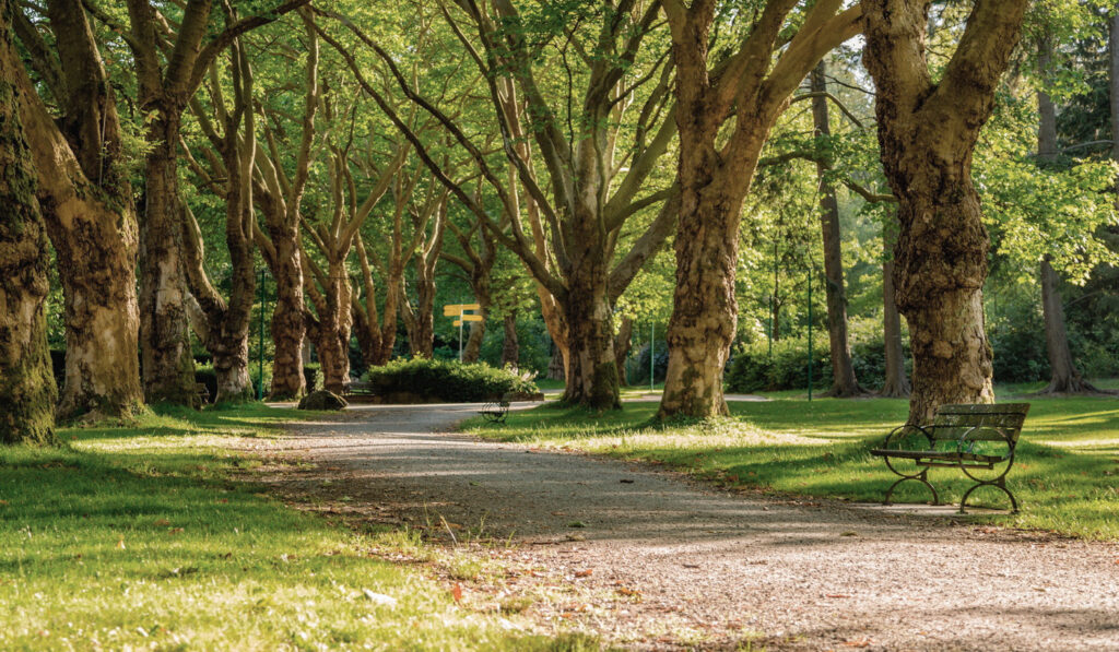 Path between trees in an urban public park