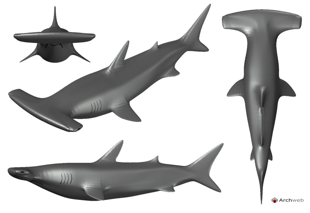 Squalo martello 3D dwg