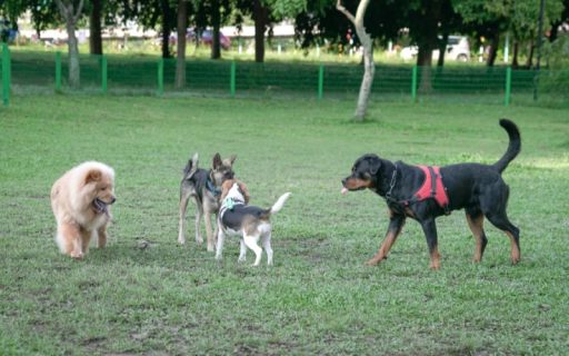 Area cani: consigli per attrezzarla nel modo giusto