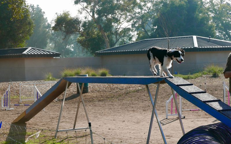 Giochi per cani