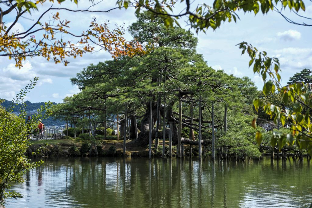 Sostegni naturali alberi 