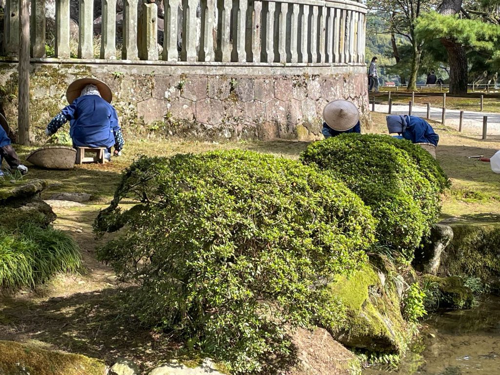 Elementi del giardino giapponese: vegetazione
