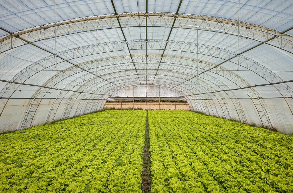 Azienda agricola, serra per la coltivazione