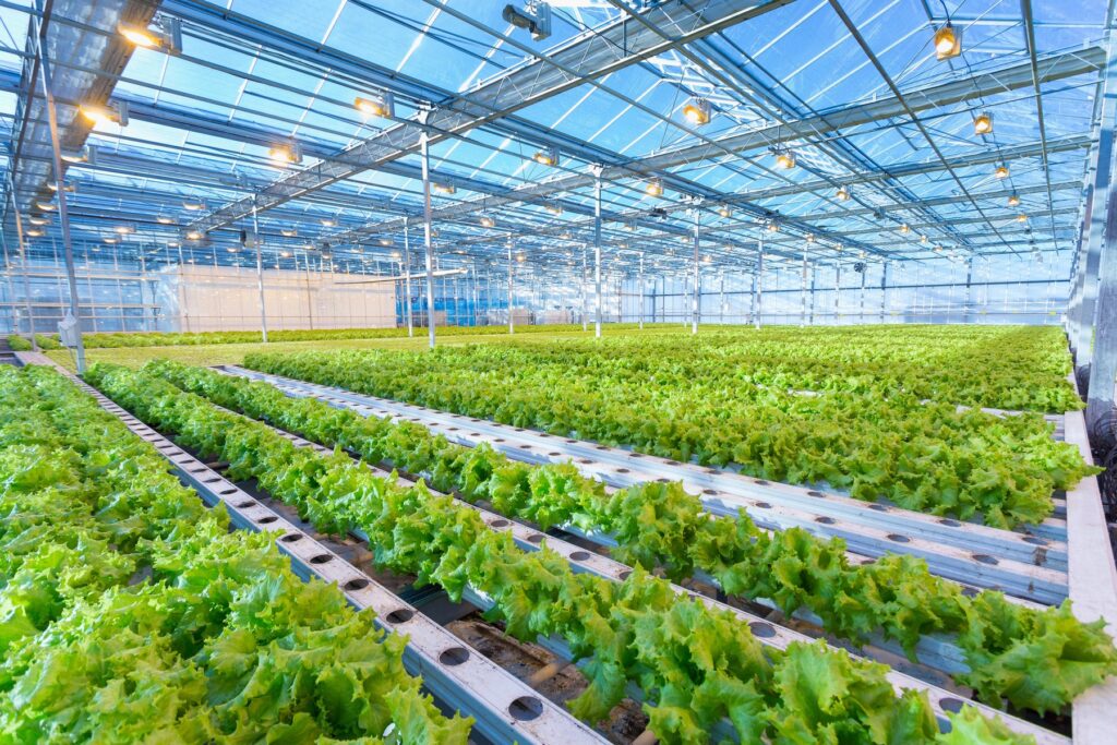 Azienda agricola, serra per la coltivazione
