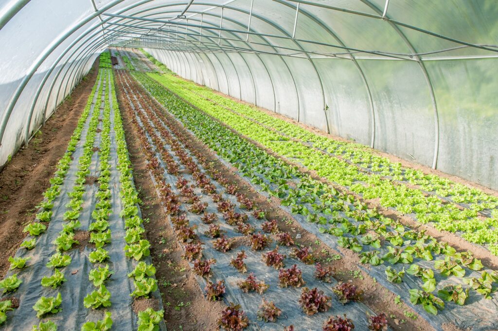 Azienda agricola, serra per la coltivazione