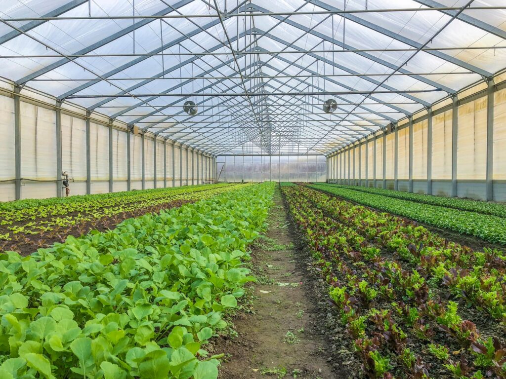 Azienda agricola, serra per la coltivazione