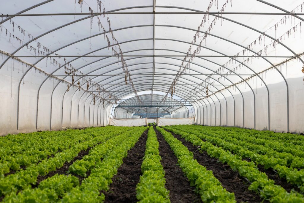Azienda agricola, serra per la coltivazione di verdure