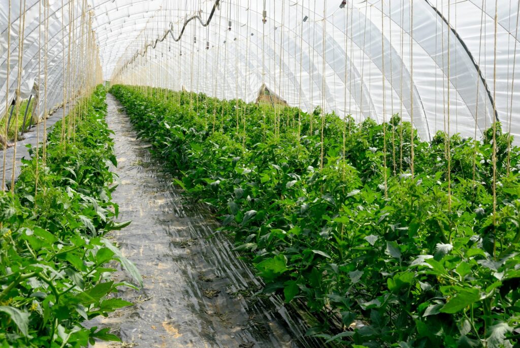 Azienda agricola, serra per la coltivazione