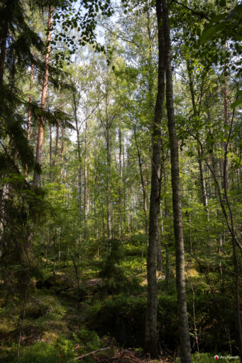 Casa sperimentale di Muuratsalo. Progetto di Alvar Aalto. Fotografie © Archweb.com