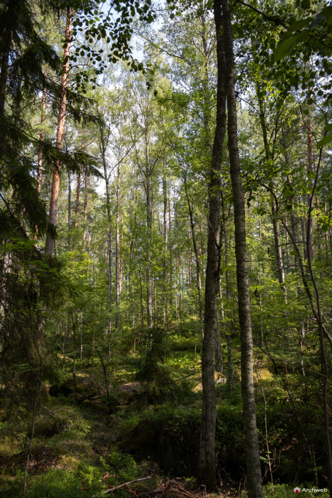 Casa sperimentale di Muuratsalo. Progetto di Alvar Aalto. Fotografie © Archweb.com