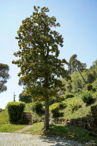 Villa Mazzanti a Roma, Fotografie della villa e del parco. Foto © Archweb.com