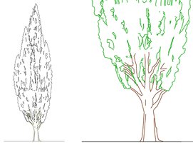 Cypress tree elevation dwg