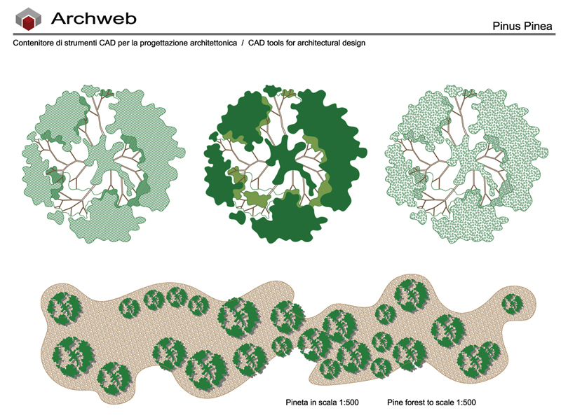 Pinus Pinea pianta 01 dwg Archweb